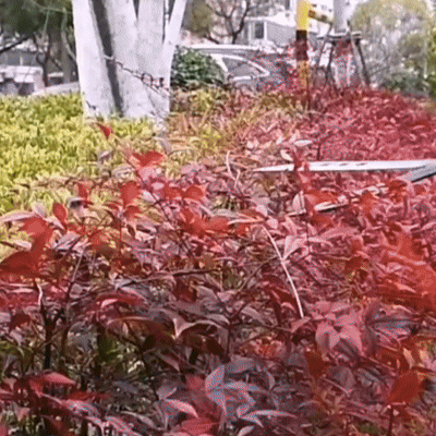 (30% OFF) Tree Pruning Shears